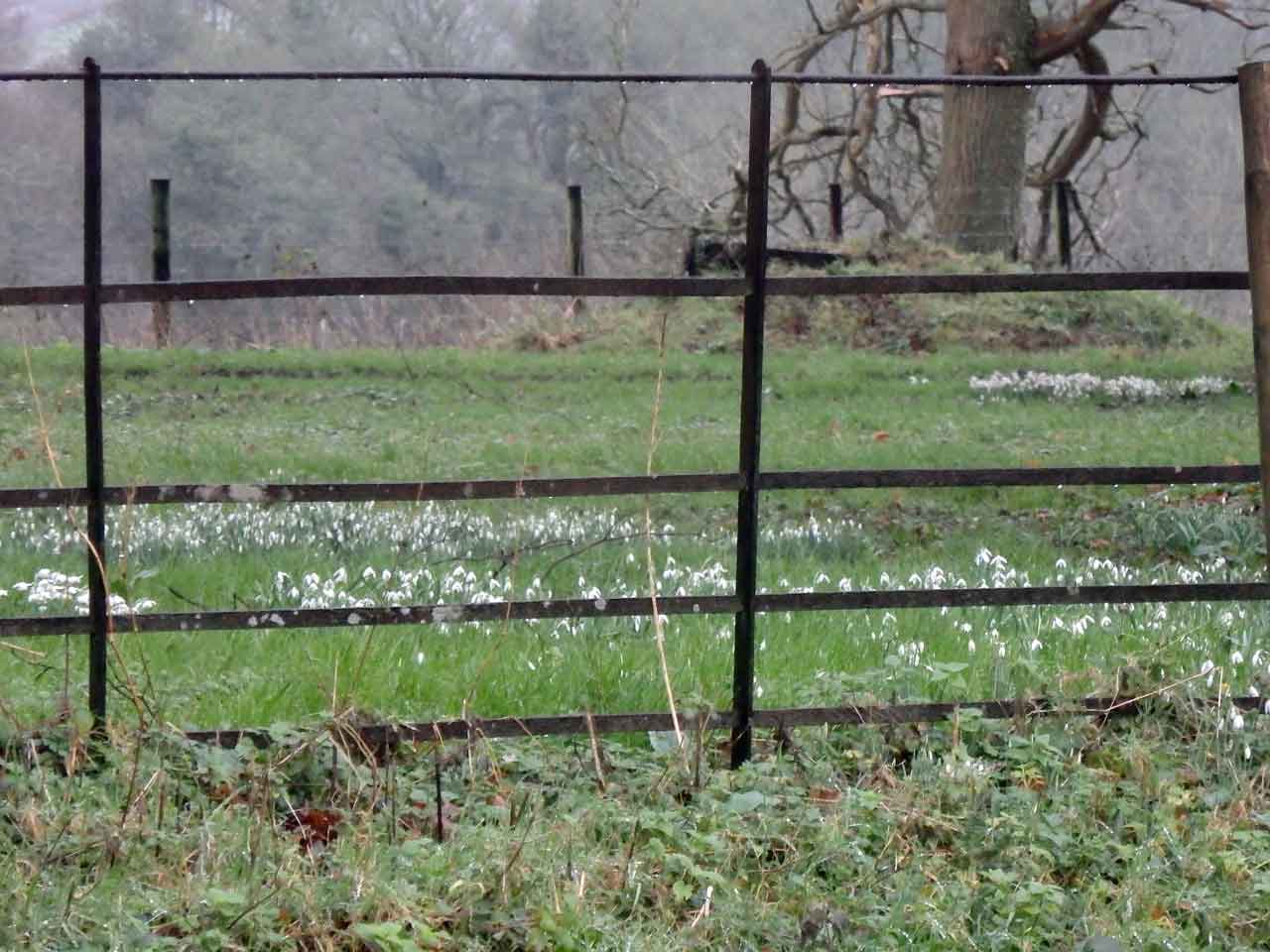 Park railings with snowdrops