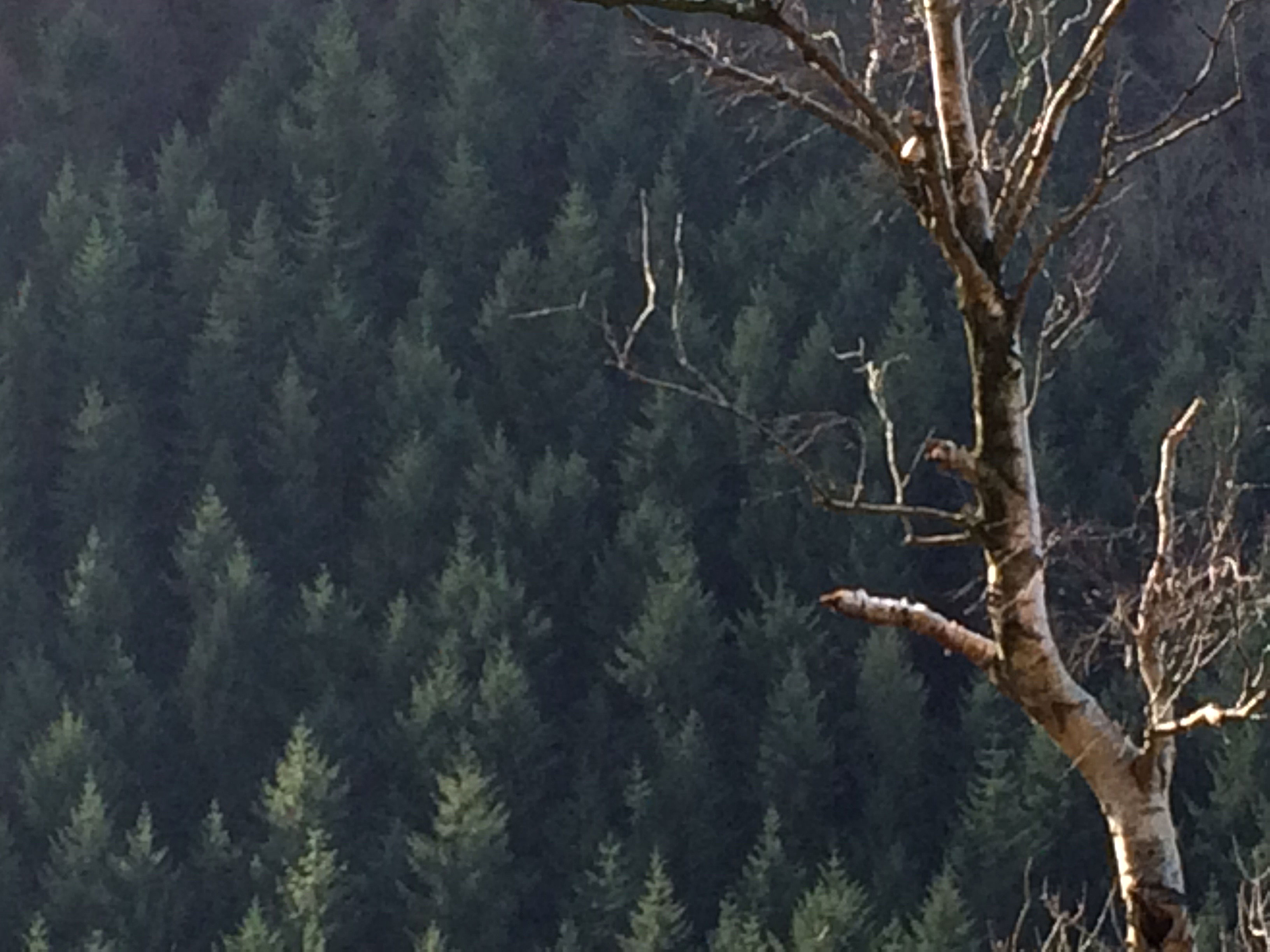 Teign gorge firs