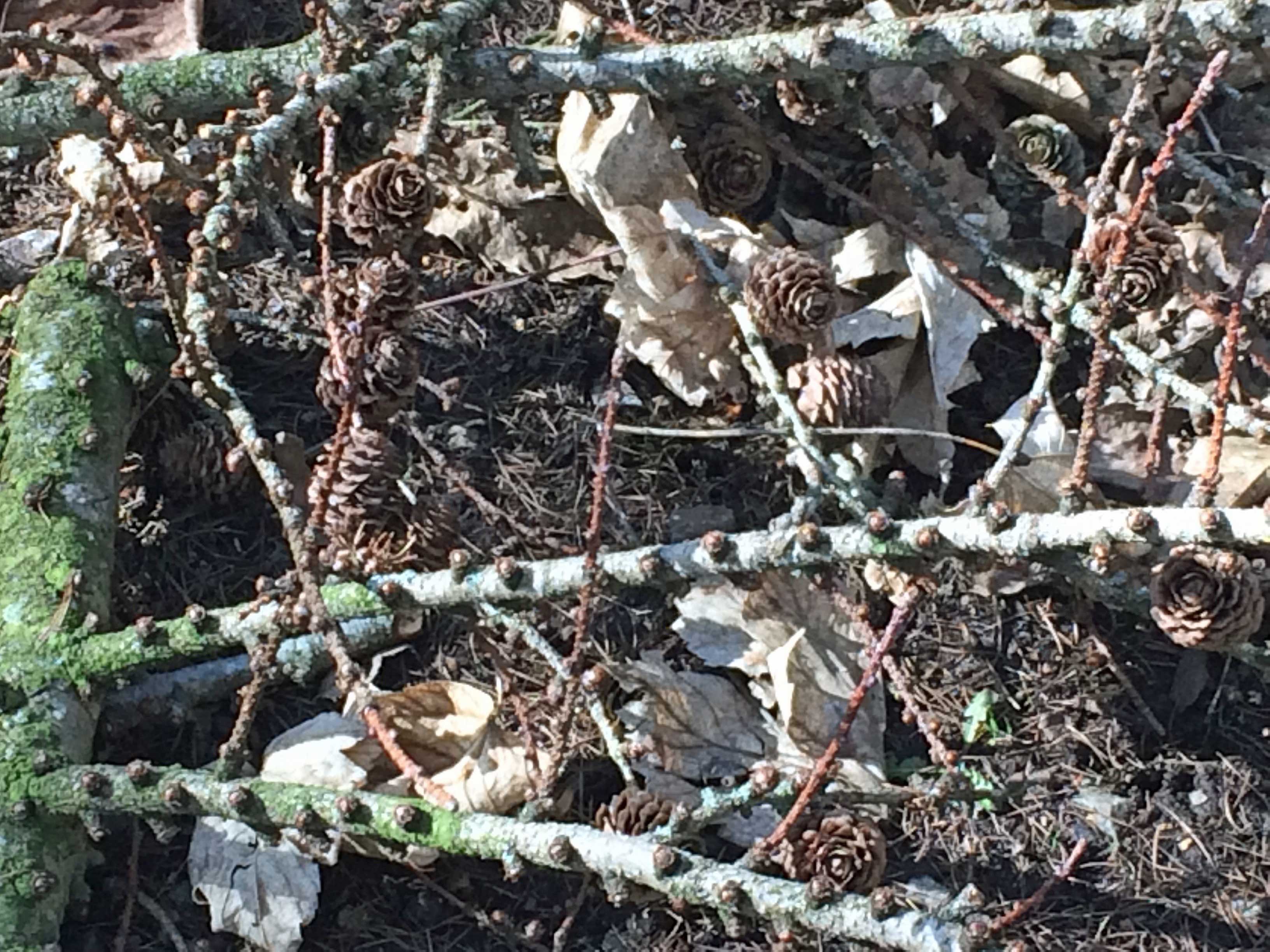 Storm debris - Fallen branches