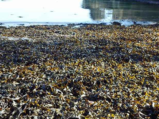 Penarvon beach seaweed