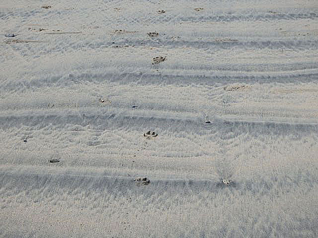 Bryn's track on the beach