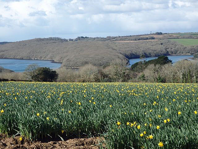 Daffodil fields in full bloom