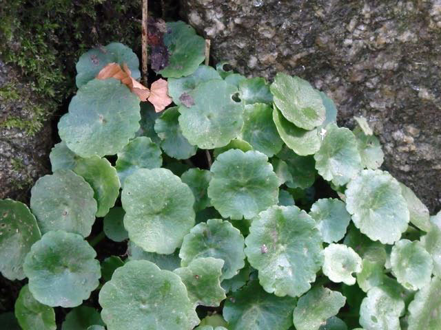 Navelwort