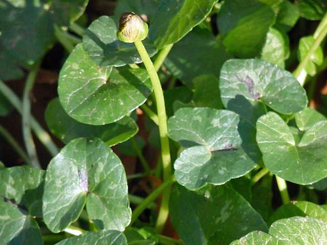 Celandine leaves