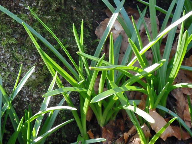 Promise of bluebells