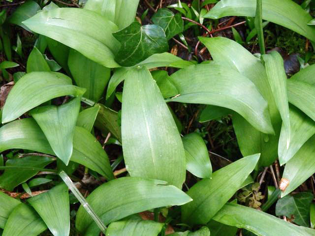 Wild Garlic leaves