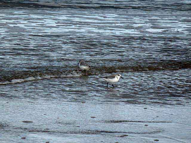 Sanderlings with wave