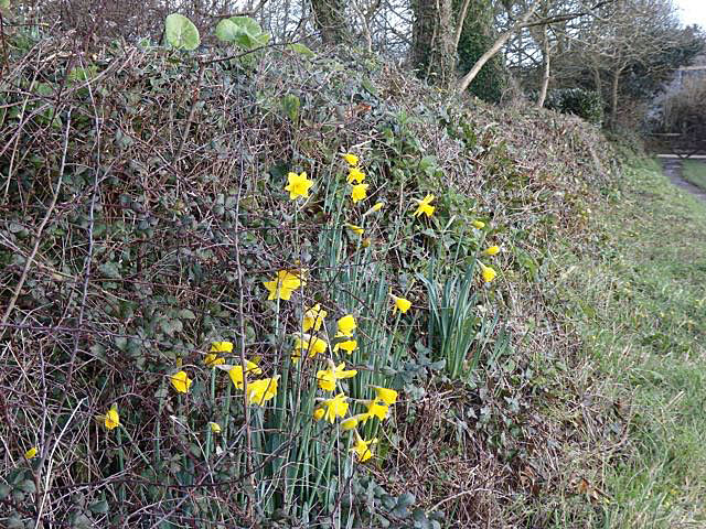 Escaped daffodils 2