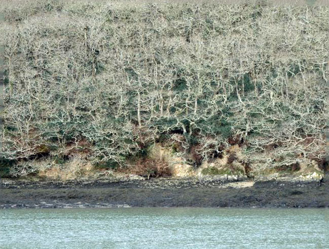 The Helford shore