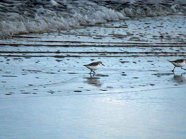 Exit Sanderlings