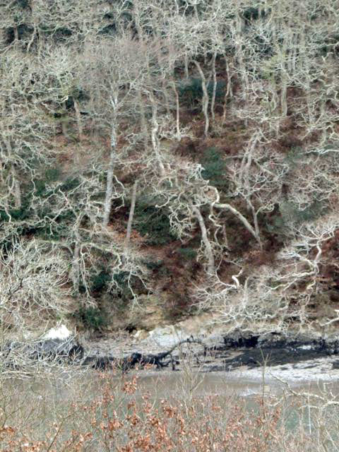 A lattice of trunks and branches