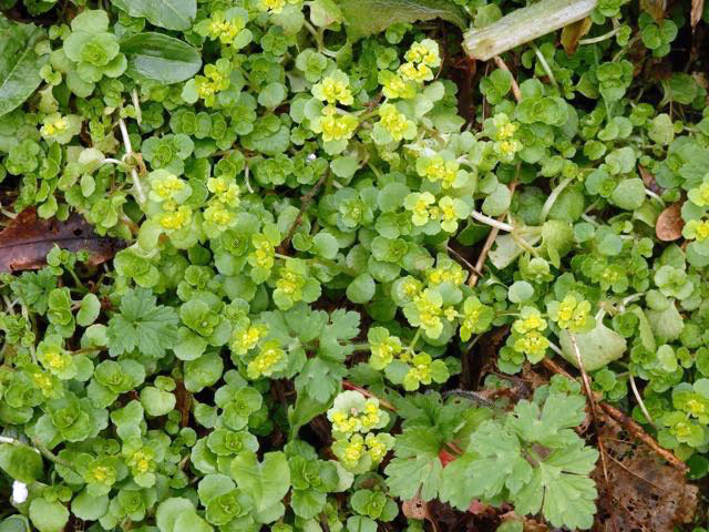 Chickweed