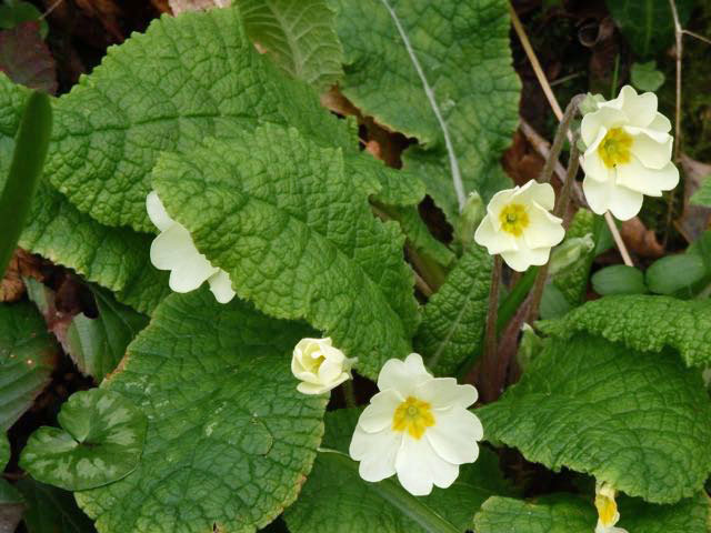 Primroses