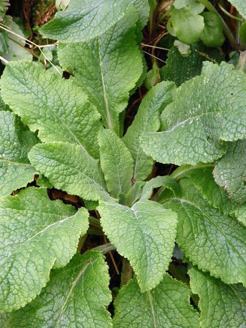 Foxglove leaves