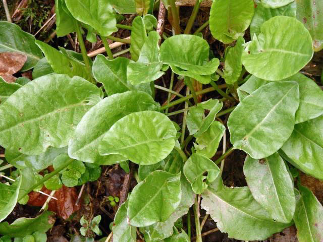 Sorrel