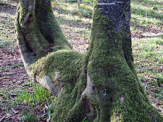 Beech sentinel