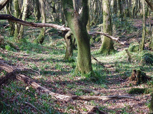 Woodland tracks