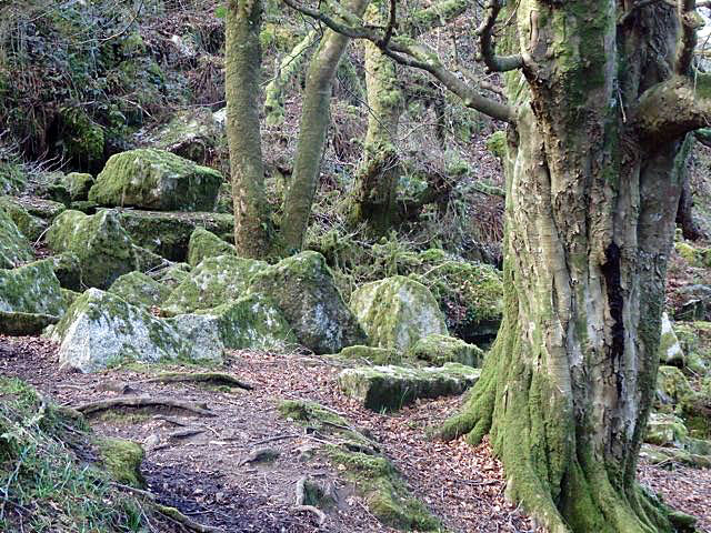 Evocative mossy stones