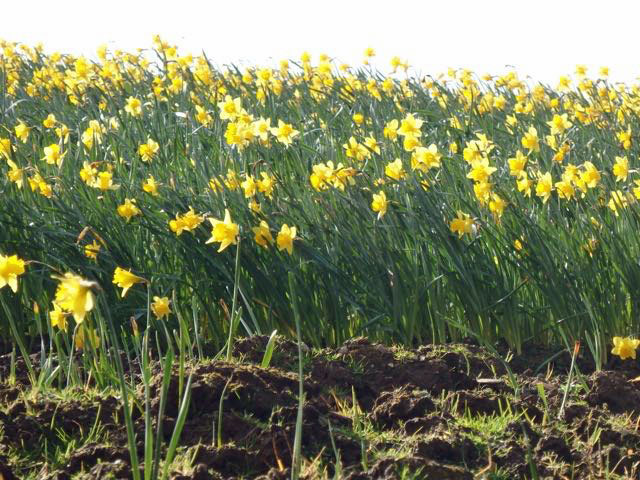 Daffodil shelter