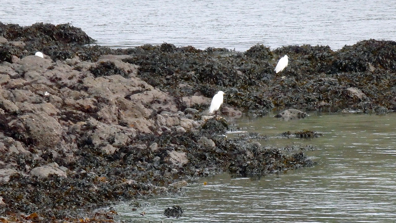 3 Egrets