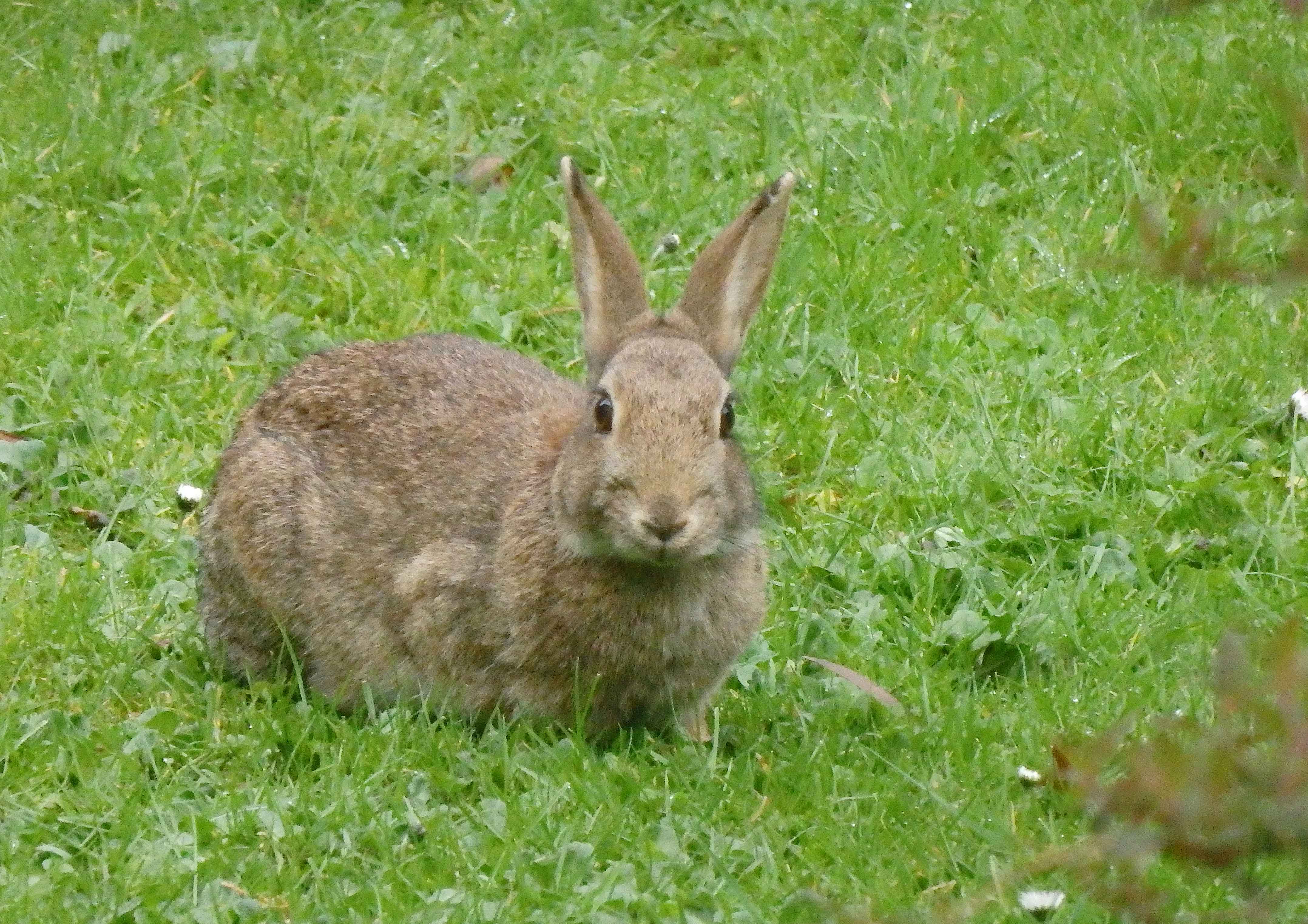 Cornish rabbit