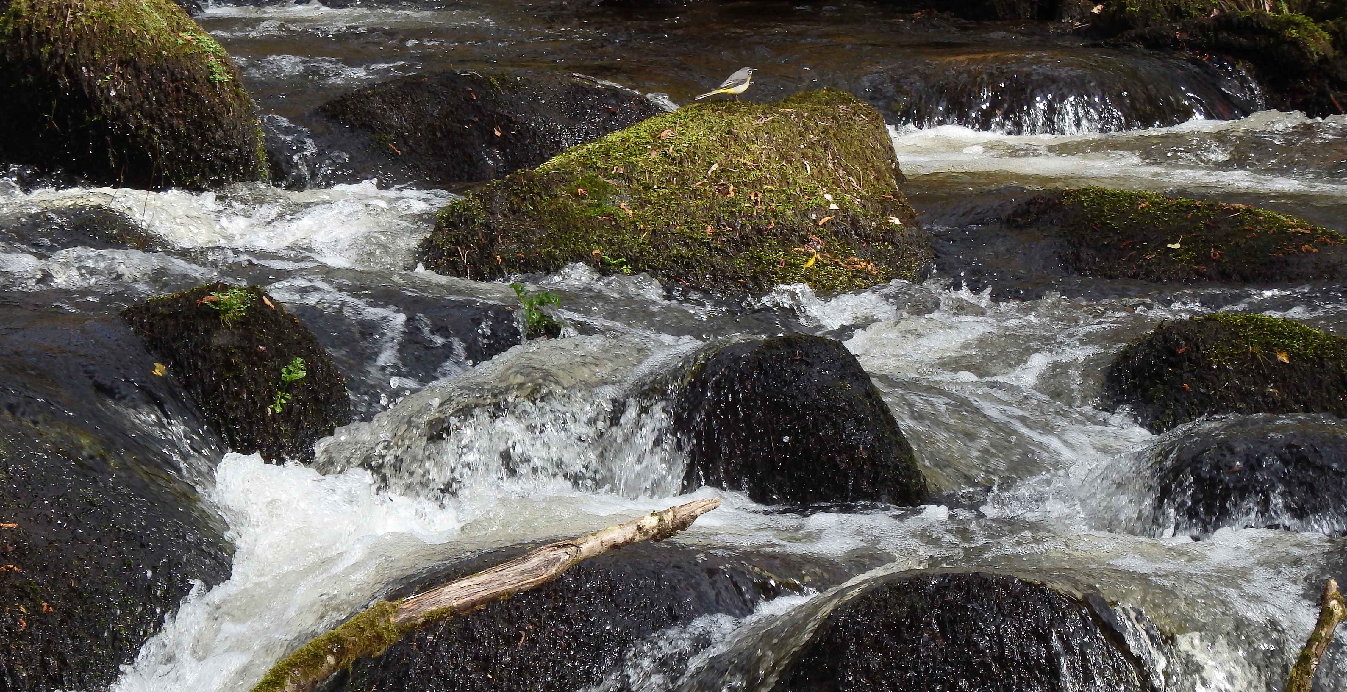 Grey wagtail in the Bovey