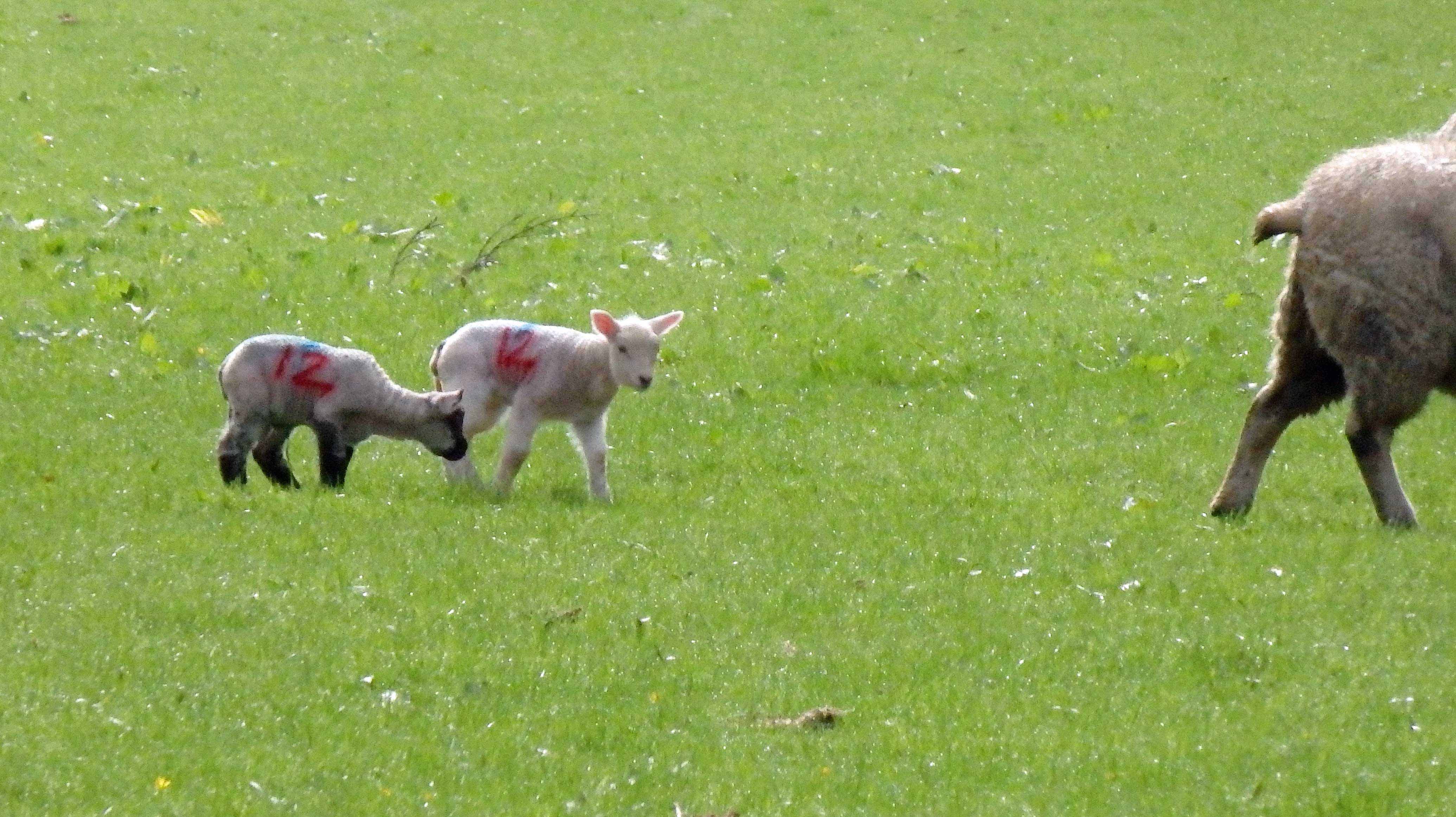 March lambs 1