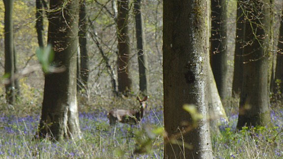 Female deer in wood