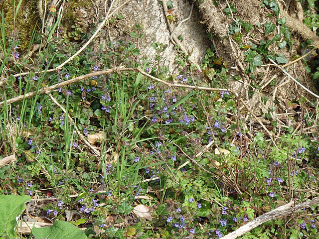 Blue under the canopy