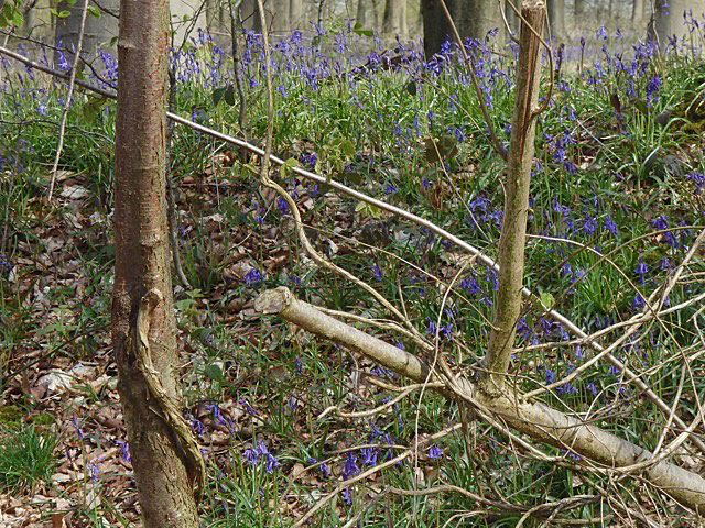 Bluebells 3