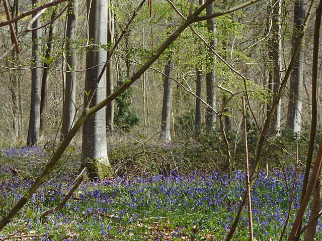 Bluebells 1