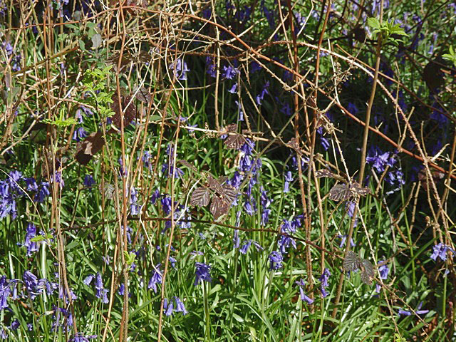 Bluebells 2