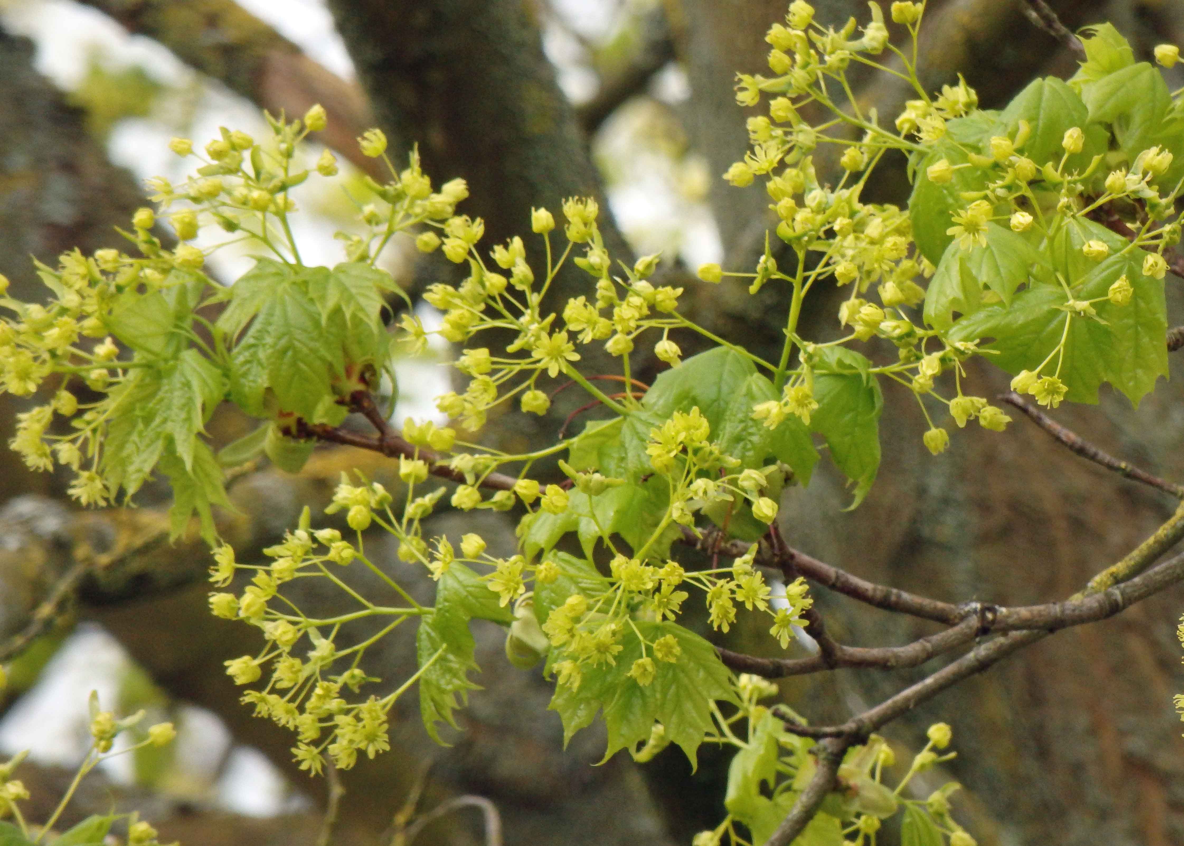 Emerging lime leaves