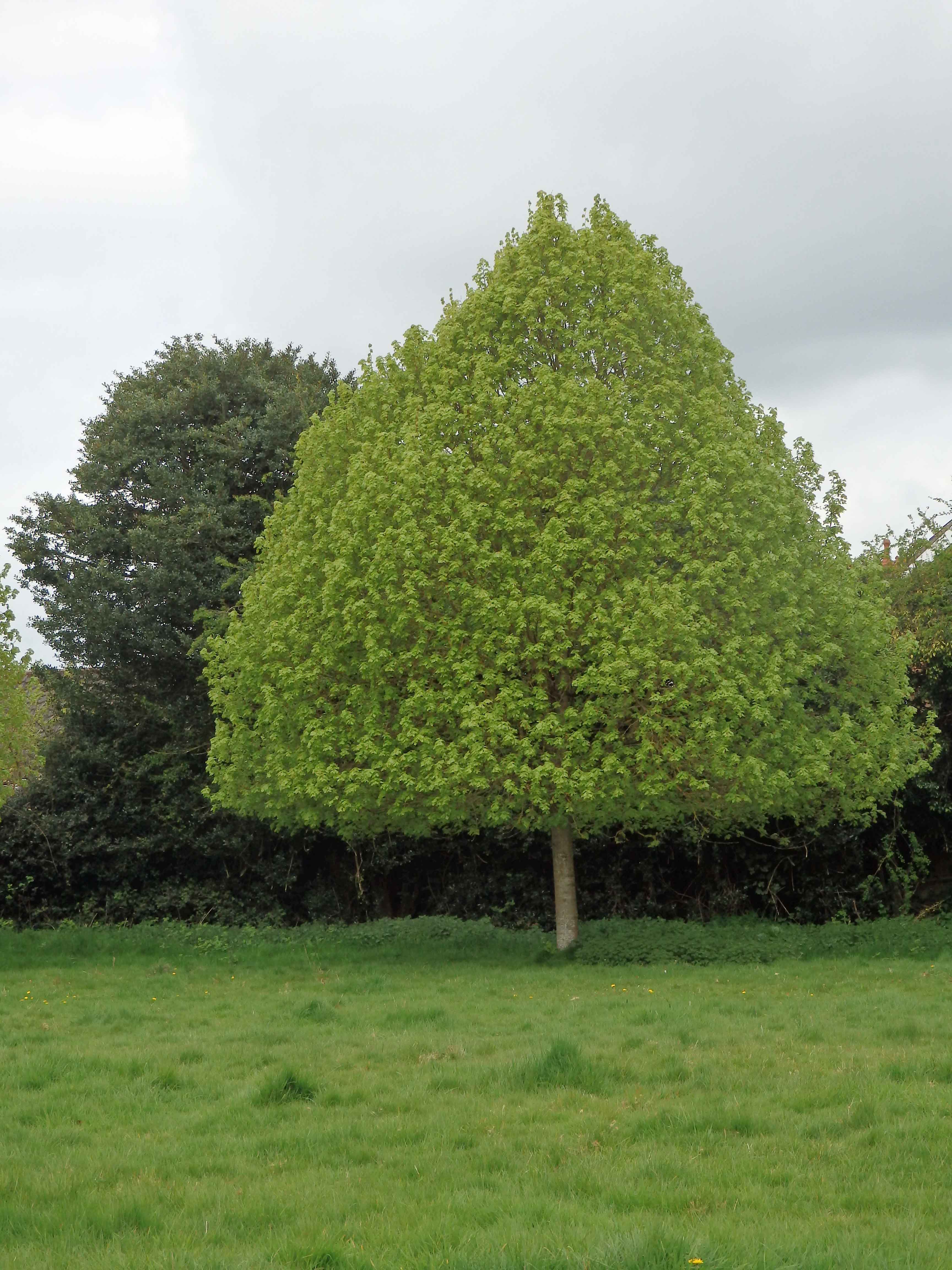 Early in leaf tree