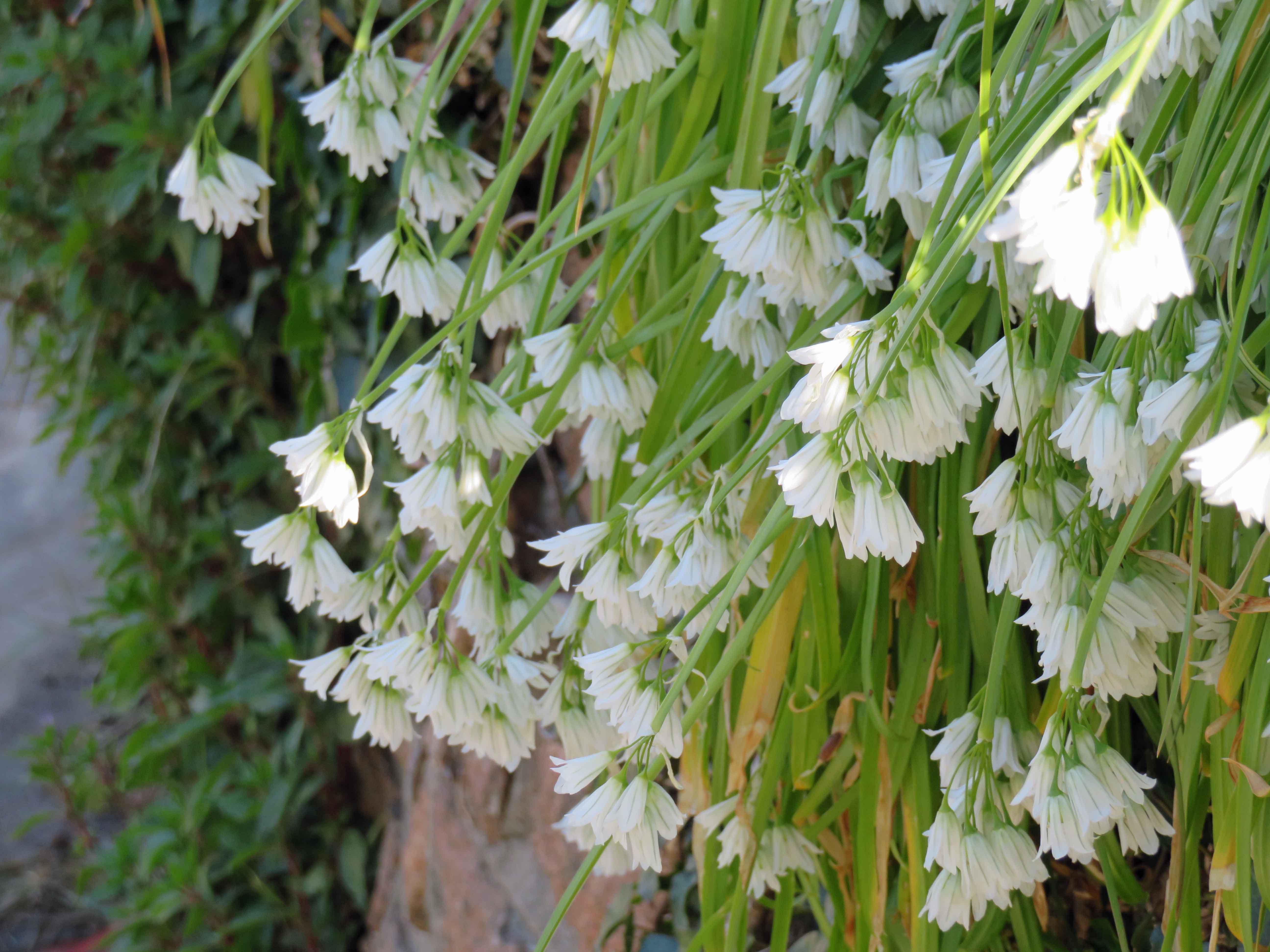 Fading white narcissus