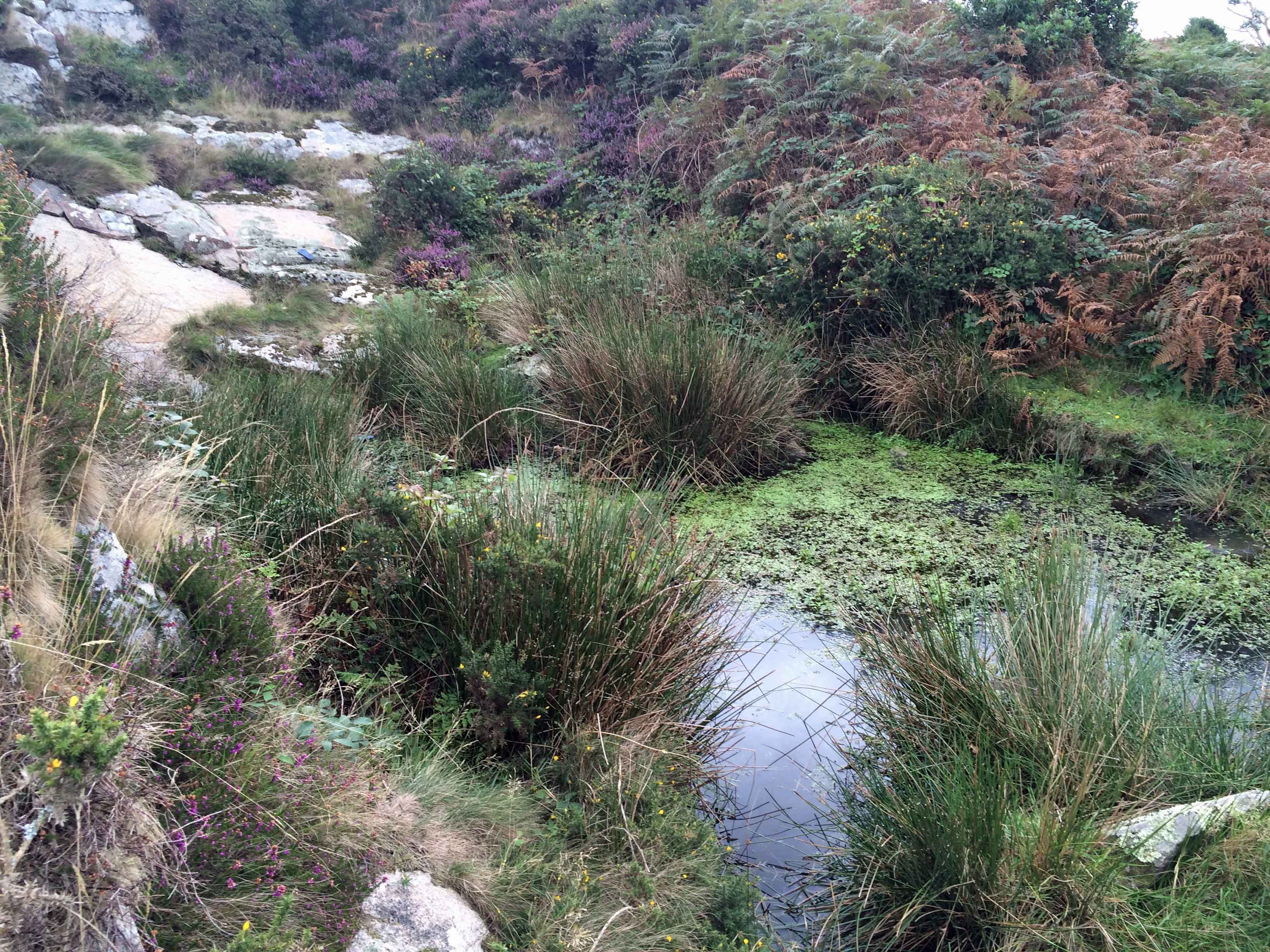 Quarry pond