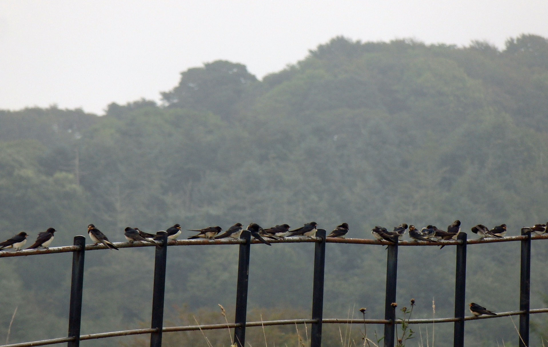 Swallows waiting for the off