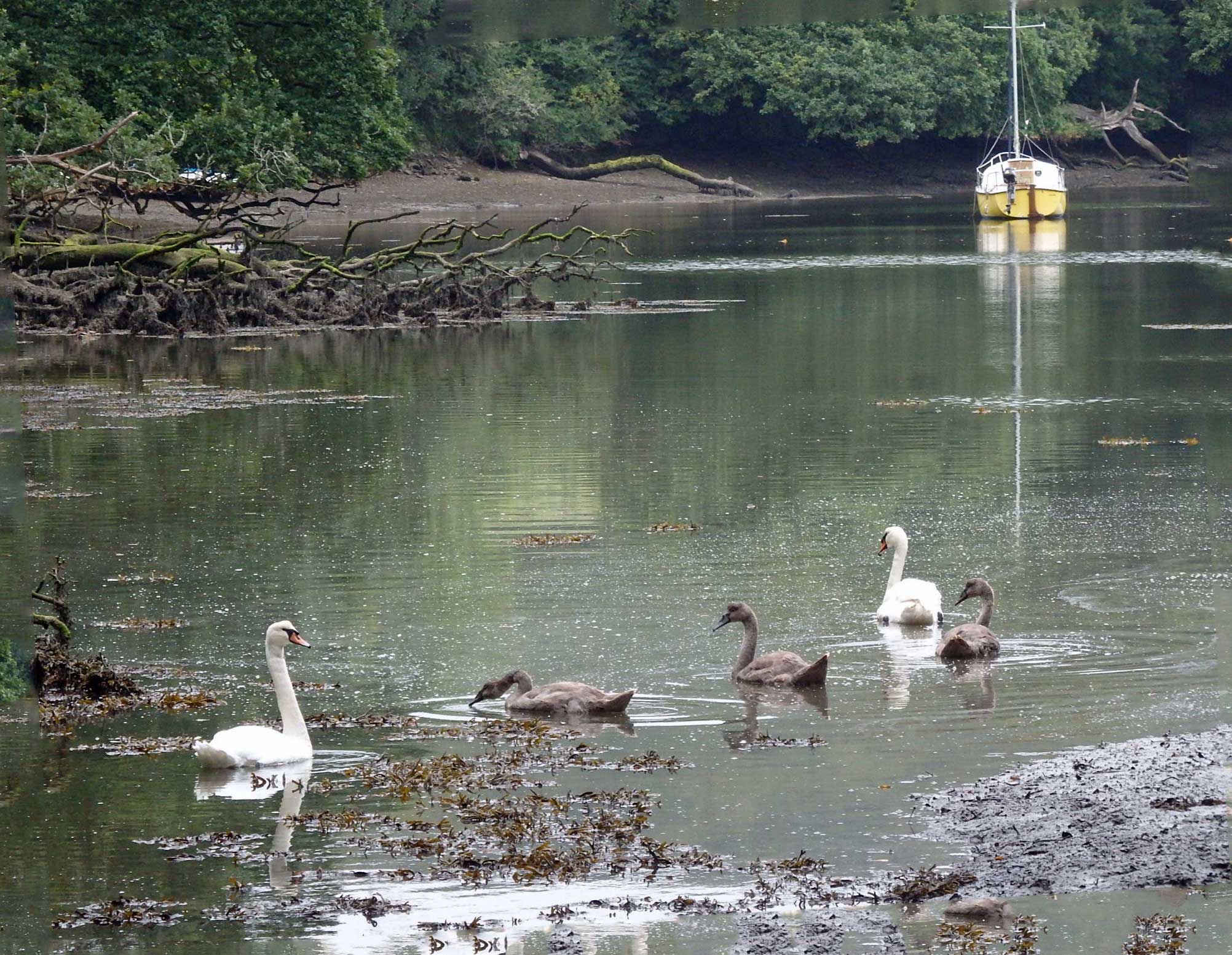 A Helford creek