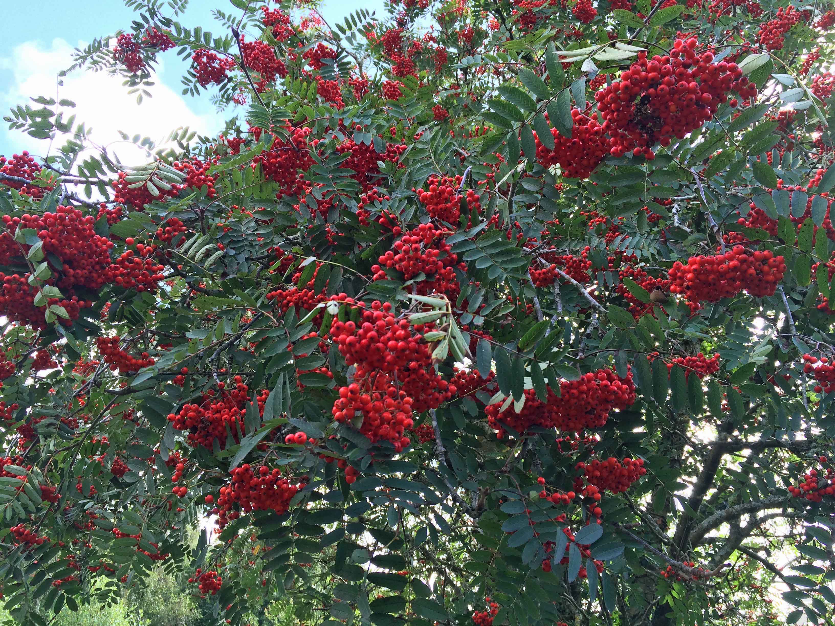 Rowan berries