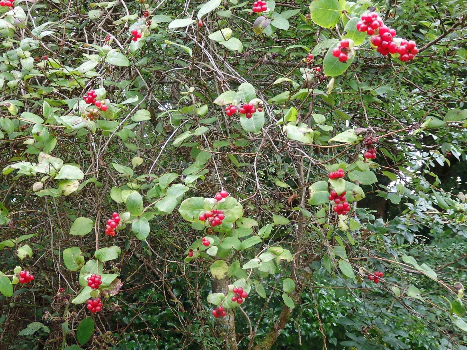 Black and red bryony berries