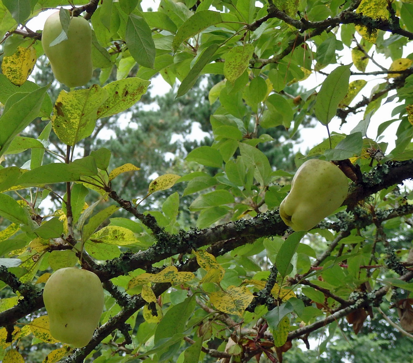 Cornish Pig’s Snout apples