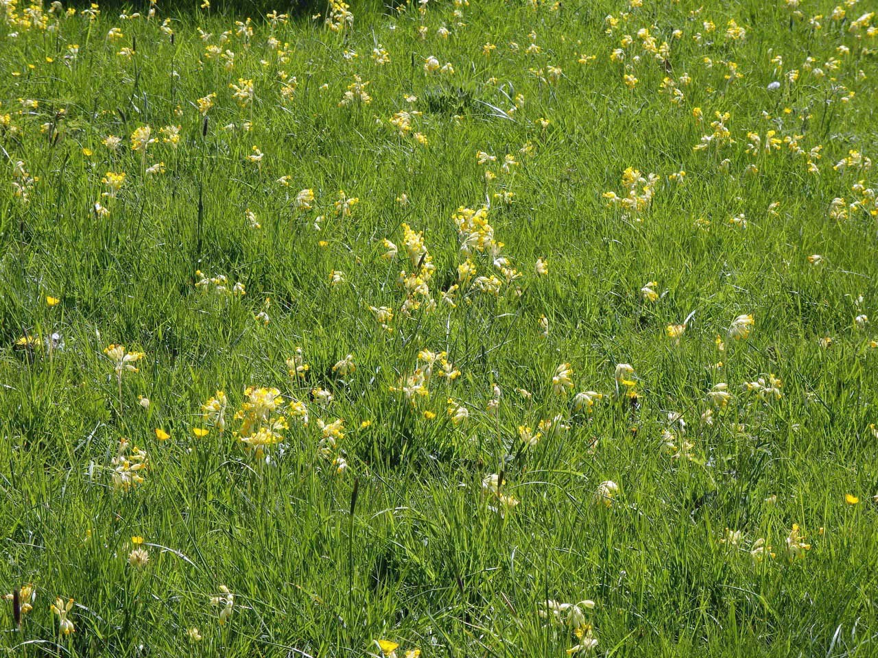 Drifts of cowslips