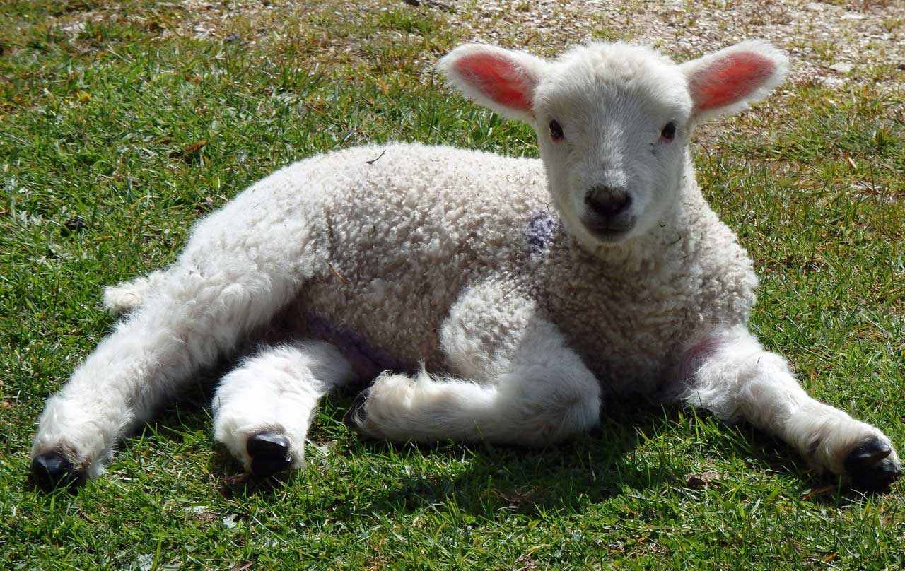 May lamb