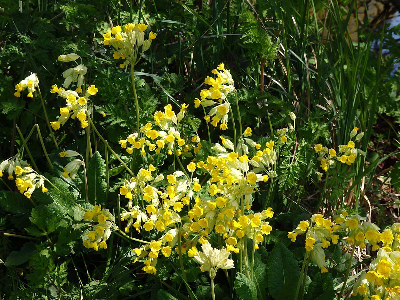 Cowslip close-up