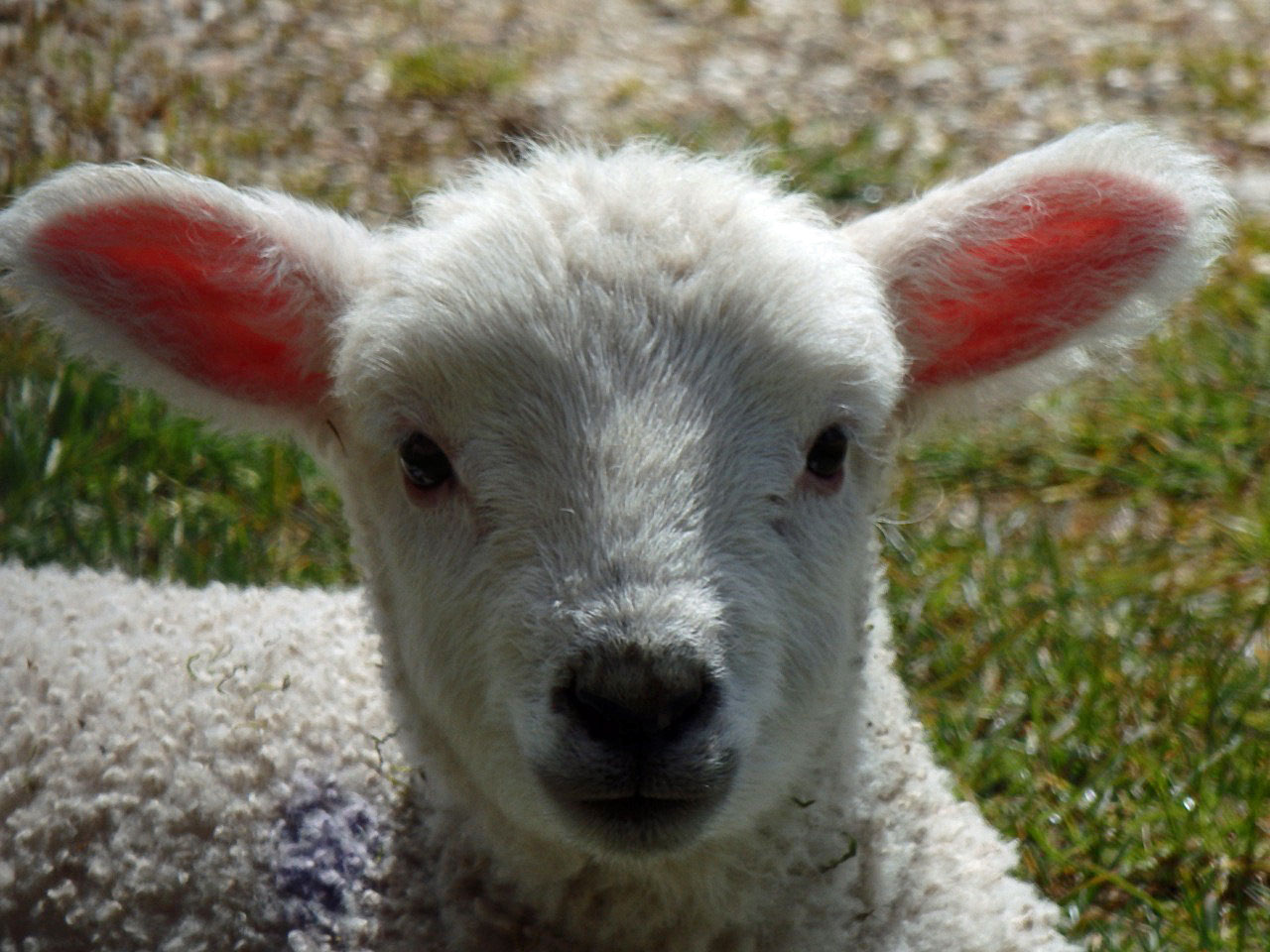 Lamb close-up