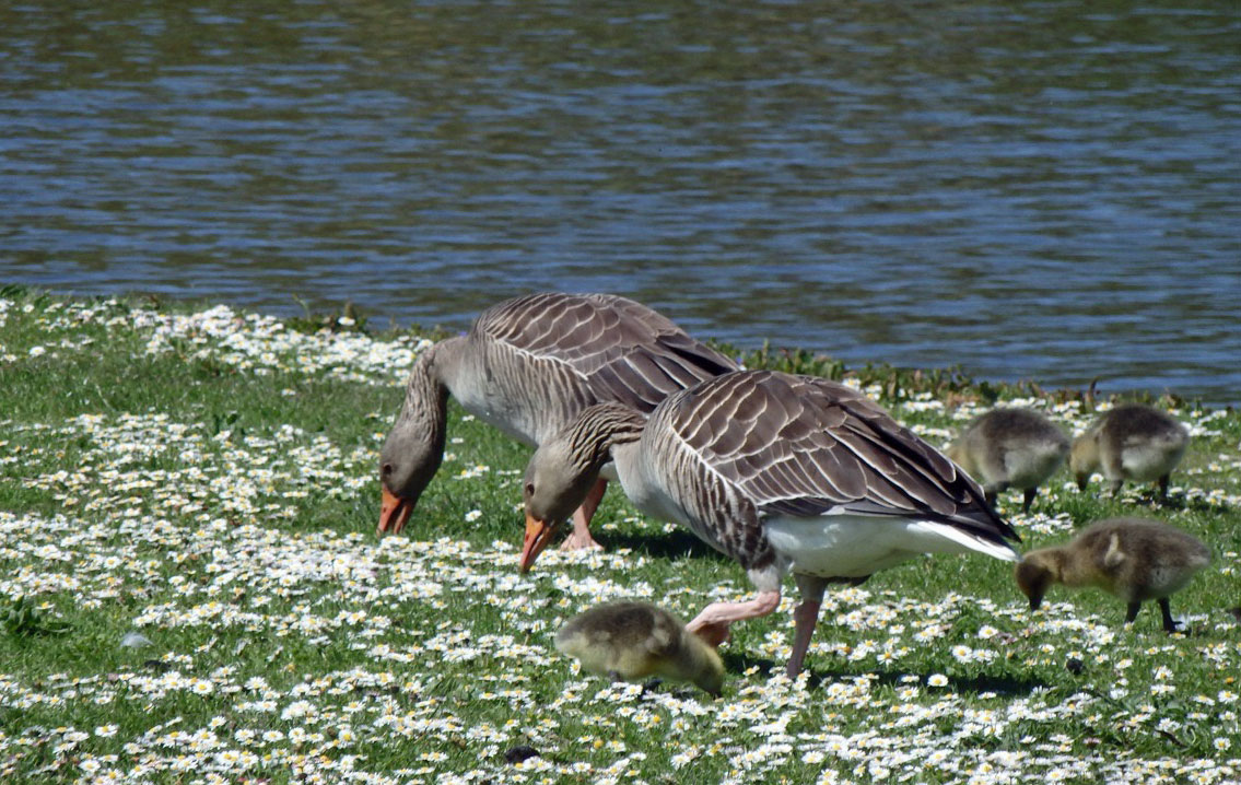Greylag geese at The Vyne