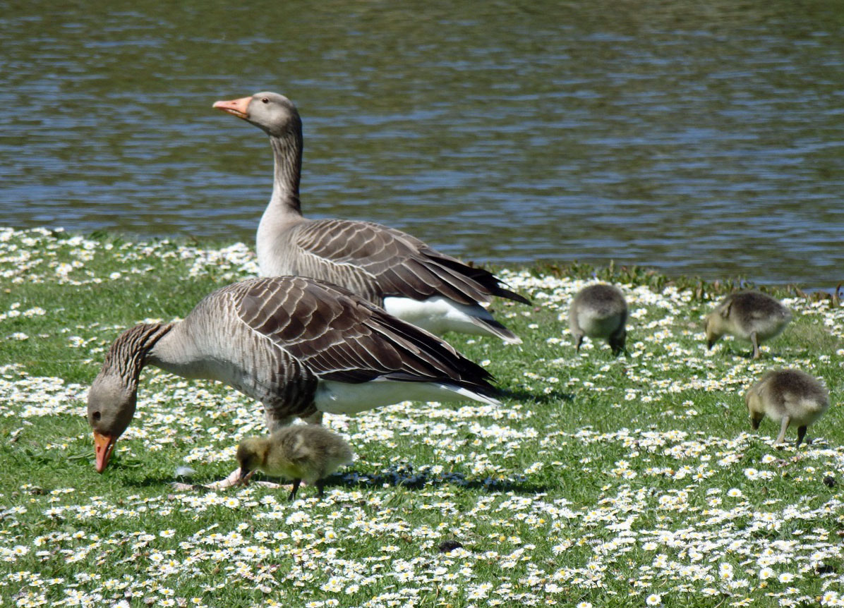 Greylags 2