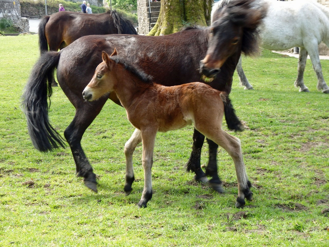 New foals