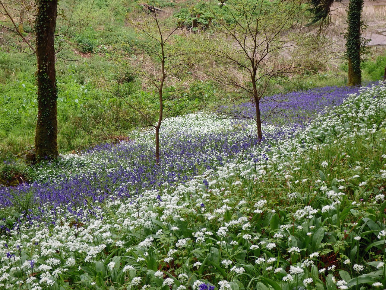 Bluebells and wild garlic