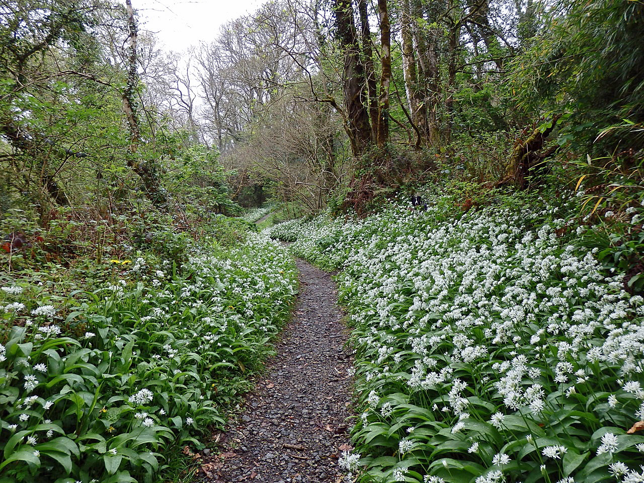 Wild garlic woodland